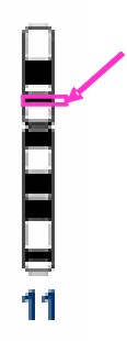Locus TH01 in chromosome 11