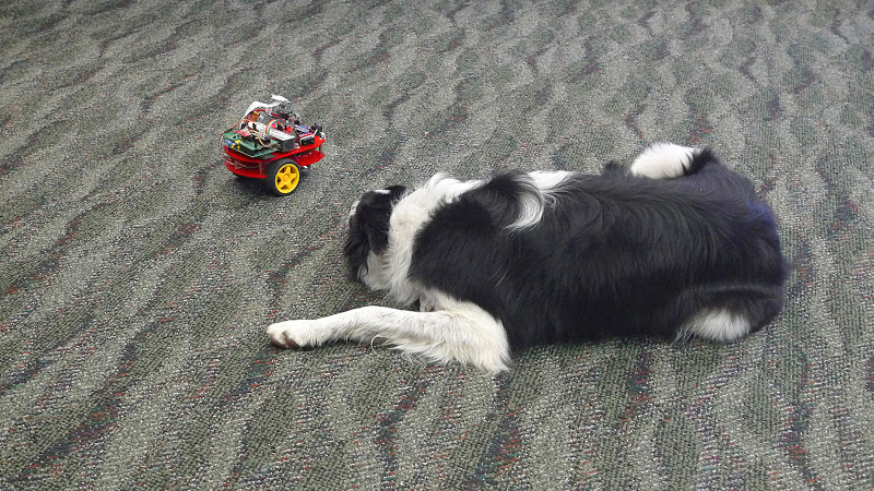 Dog Pi