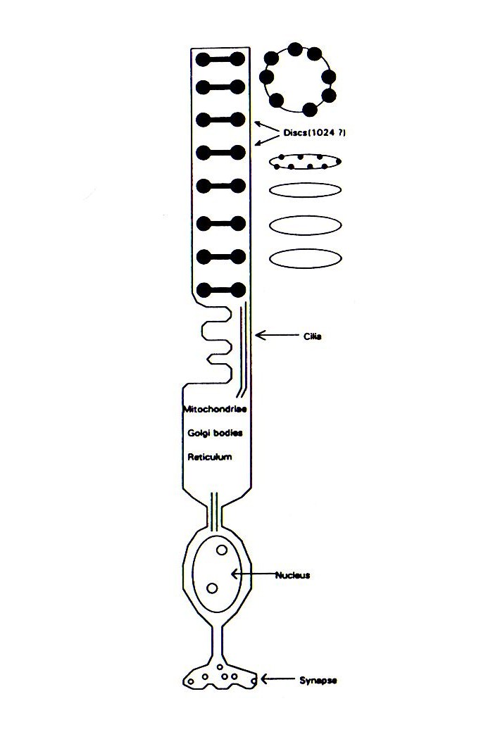 figure_25